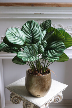 OD RĘKI Peperomia Gold Hillton, roślina w ozdobnej donicy, wys.57cm 