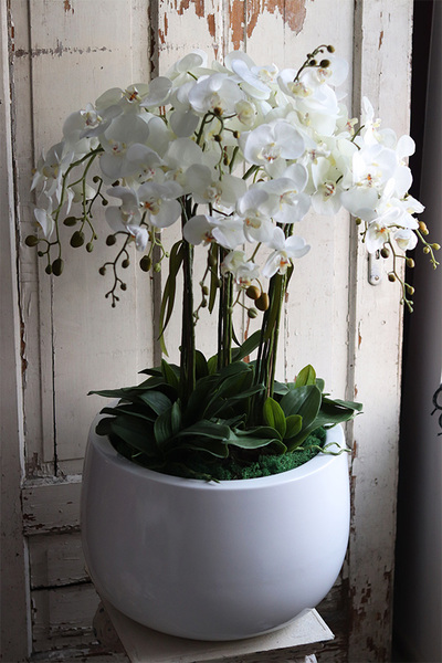 Fiberglass Grande Baloo, sztuczny storczyk w białej donicy, wys.100cm