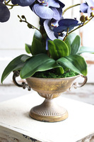 Blue Goldie, niebieski storczyk w złotym pucharze, wys.61cm 