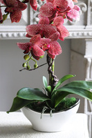 Medrano Granada, gumowy storczyk w owalnej donicy, wys.57cm  