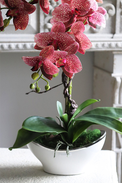 Medrano Granada, gumowy storczyk w owalnej donicy, wys.57cm  