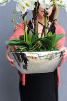 Laos Big Silver Kaskada, storczyk w srebrnej donicy