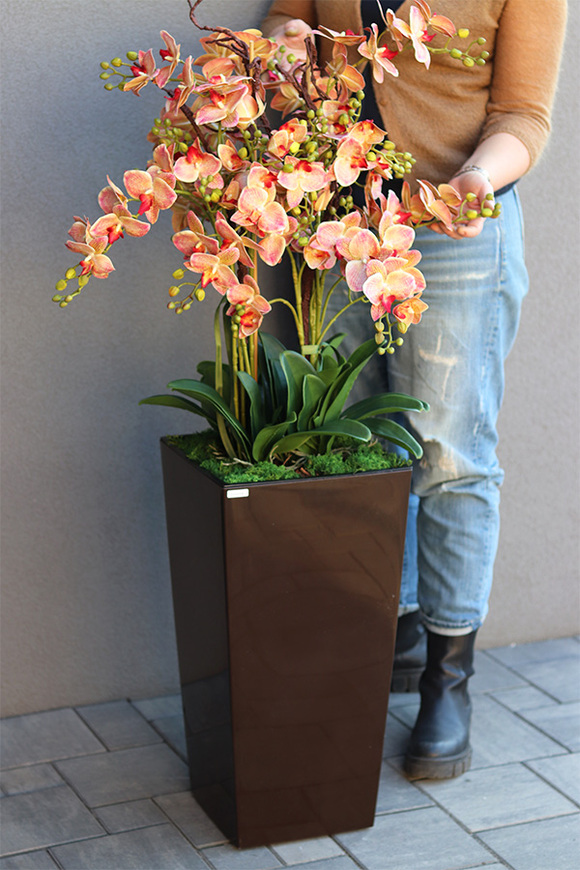 Castello Wenito Granada, gumowy storczyk w brązowej donicy