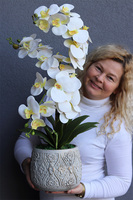 Nerulena, gumowy storczyk w rustykalnej donicy