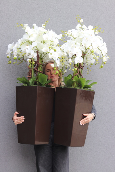 Mediolan Czekolada, bogaty storczyk podłogowy w donicy