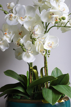 Turkusina, elegancki storczyk w zielonej donicy glamour, wys.59cm