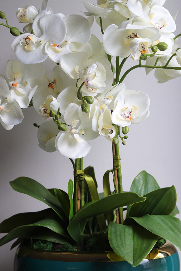 Turkusina, elegancki storczyk w zielonej donicy glamour