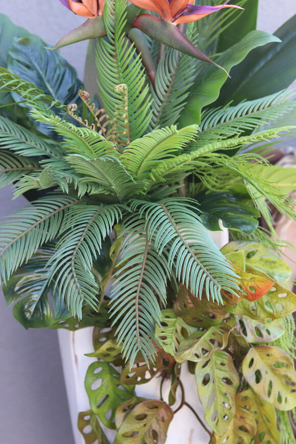 Strelicja Marmurra, kompozycja w wysokiej donicy