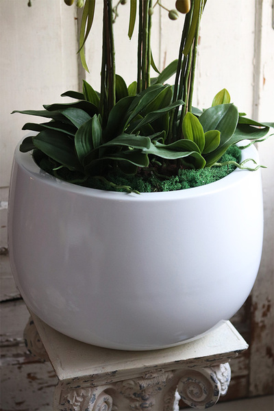 Fiberglass Grande Baloo, sztuczny storczyk w białej donicy, wys.100cm