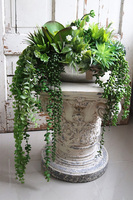 Laos Greeno, bogata kompozycja Sukulenty w lustrzanej donicy, wym.28x46cm