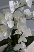 ekskluzywny storczyk w srebrnej donicy, Allain Silver, wys.54cm