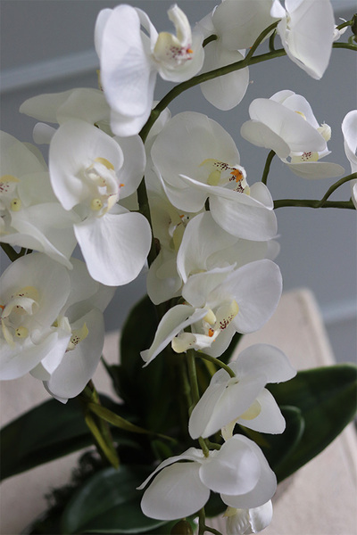 ekskluzywny storczyk w srebrnej donicy, Allain Silver, wys.54cm