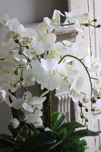 Moretti Saute, storczyk w stretchu do obsadzenia, wys.68cm