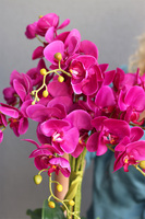 Goldie Veruna, fuksjowy storczyk w złotej donicy, wys.41cm