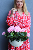 Pelargonia Pink, kompozycja pelargonie w wiszącej donicy