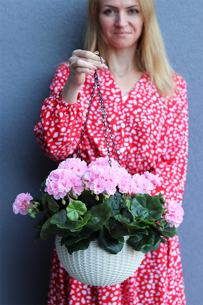 Pelargonia Pink, kompozycja pelargonie w wiszącej donicy