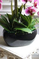 Różana Droga, gumowy różowy storczyk w czarnej donicy