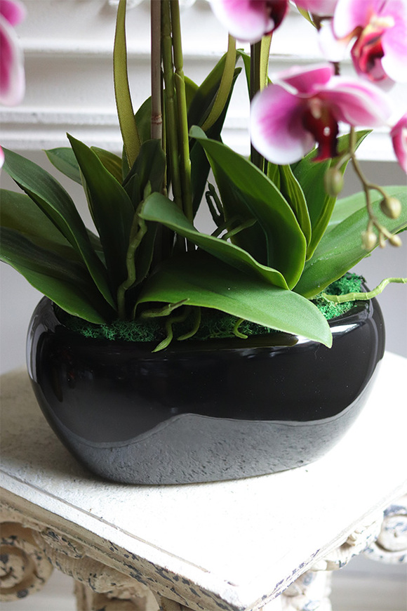 Różana Droga, gumowy różowy storczyk w czarnej donicy