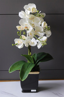 Komodo Black, nowoczesny storczyk w czarnej osłonce