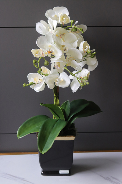 Komodo Black, nowoczesny storczyk w czarnej osłonce