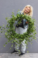 Barwinek, zielony wianek na obręczy