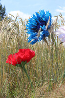 Chaber Paper Flowers, ręcznie robiony kwiat papierowy