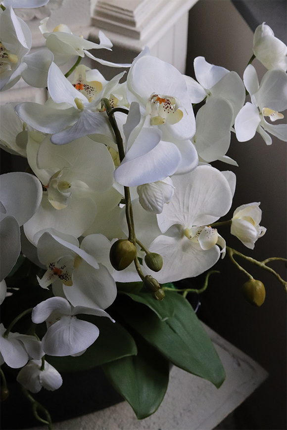 Leore Black, storczyk w czarnej donicy