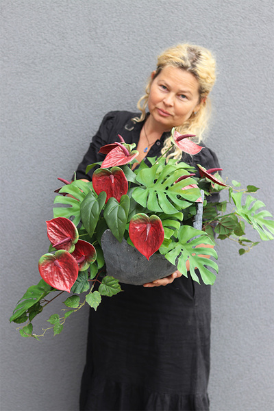 Anturium Volcan Bordo, komplet dekoracji nagrobnych