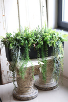 Balconera Zielona Mila, ekskluzywna zielona kompozycja w donicy