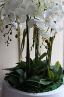 Fiberglass Grande Baloo, sztuczny storczyk w białej donicy, wys.100cm