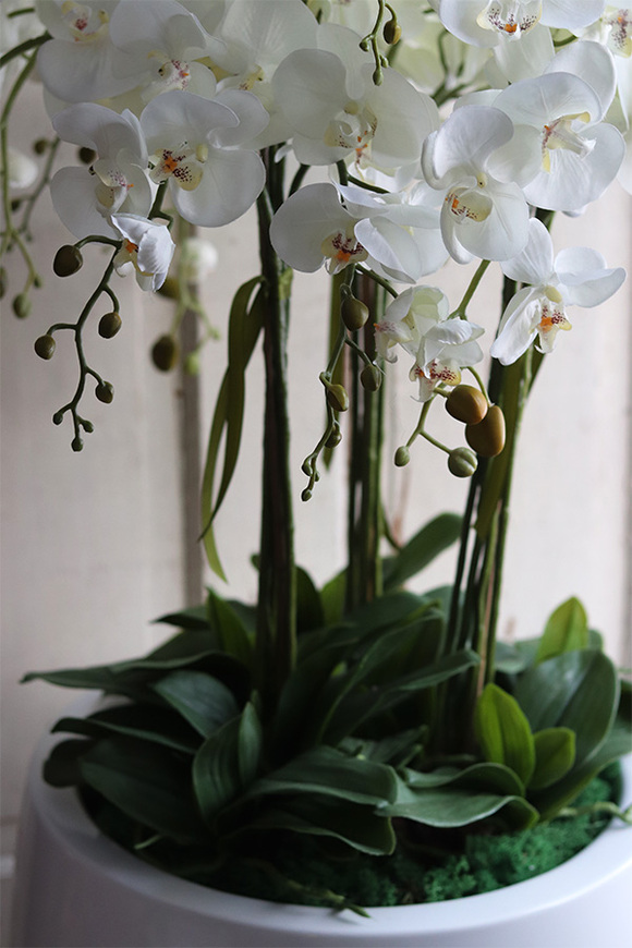 Fiberglass Grande Baloo, sztuczny storczyk w białej donicy, wys.100cm