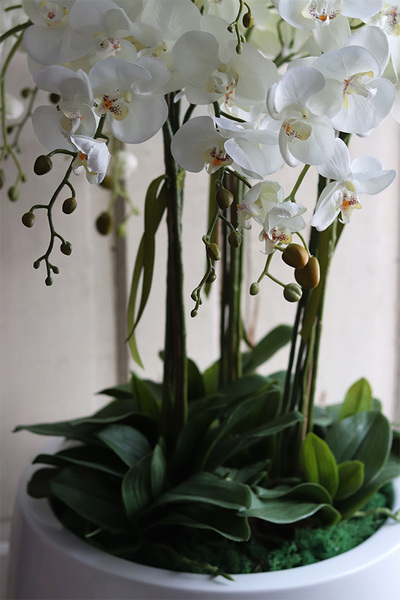 Fiberglass Grande Baloo, sztuczny storczyk w białej donicy, wys.100cm