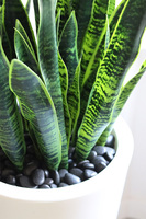 Sansewieria Della, roślina sztuczna w donicy