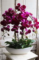 Laos Fuksja Big, sztuczny storczyk w białej donicy, wys.68cm