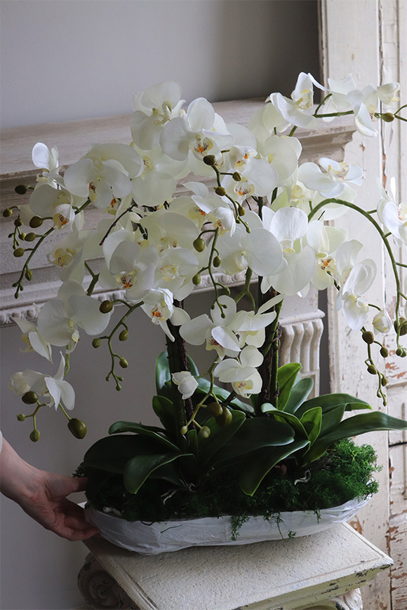 Moretti Saute, storczyk w stretchu do obsadzenia, wys.68cm