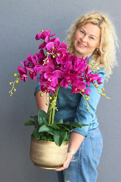 Goldie Veruna, fuksjowy storczyk w złotej donicy, wys.41cm