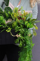 Opuncja Cacti Saute, sukulenty z kaktusem do Twojej donicy