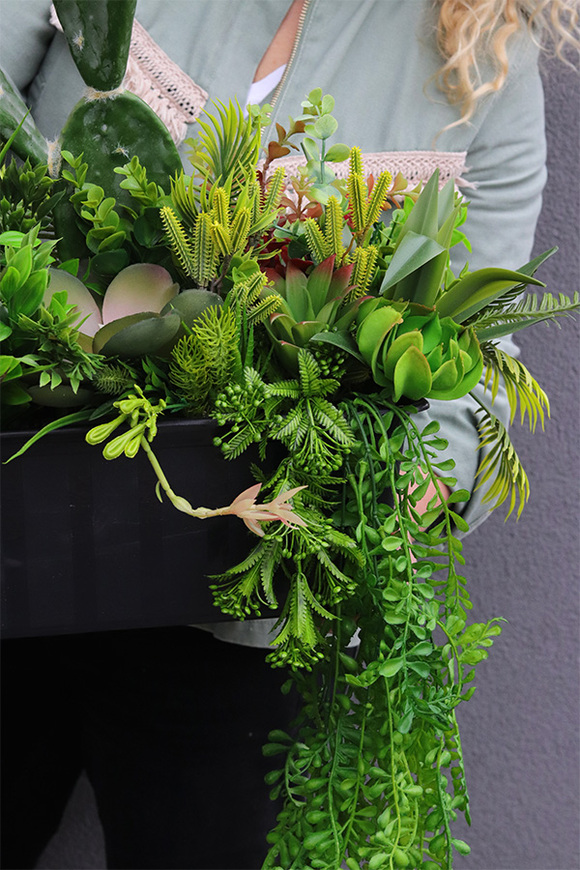 Opuncja Cacti Saute, sukulenty z kaktusem do Twojej donicy