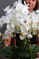 Laos Big Silver Kaskada, storczyk w srebrnej donicy