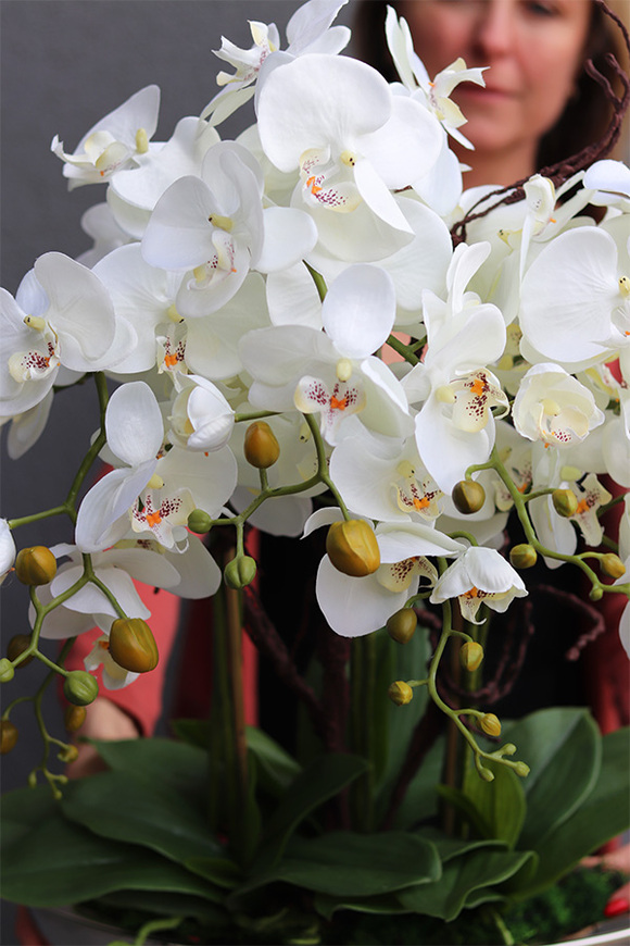 Laos Big Silver Kaskada, storczyk w srebrnej donicy