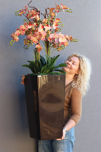 Castello Wenito Granada, gumowy storczyk w brązowej donicy