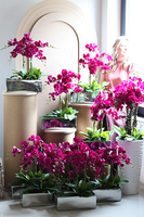 Leono Fuksja, storczyk w lustrzanej donicy, wys.52cm