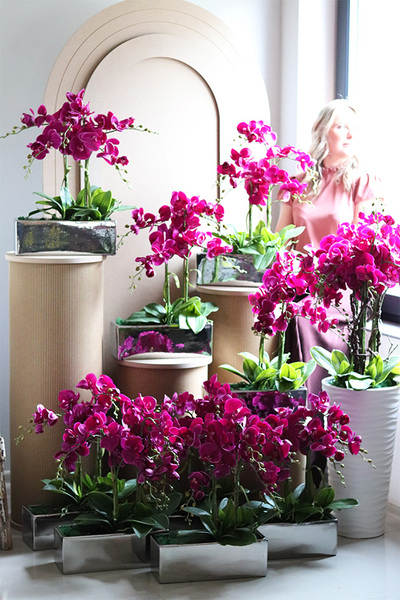 Leono Fuksja, storczyk w lustrzanej donicy, wys.52cm