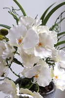 Orientana, gumowy sztuczny storczyk w ozdobnej donicy