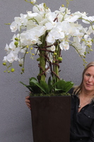 Mediolan Czekolada, bogaty storczyk podłogowy w donicy