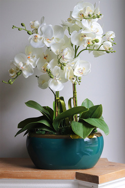 Turkusina, elegancki storczyk w zielonej donicy glamour, wys.59cm