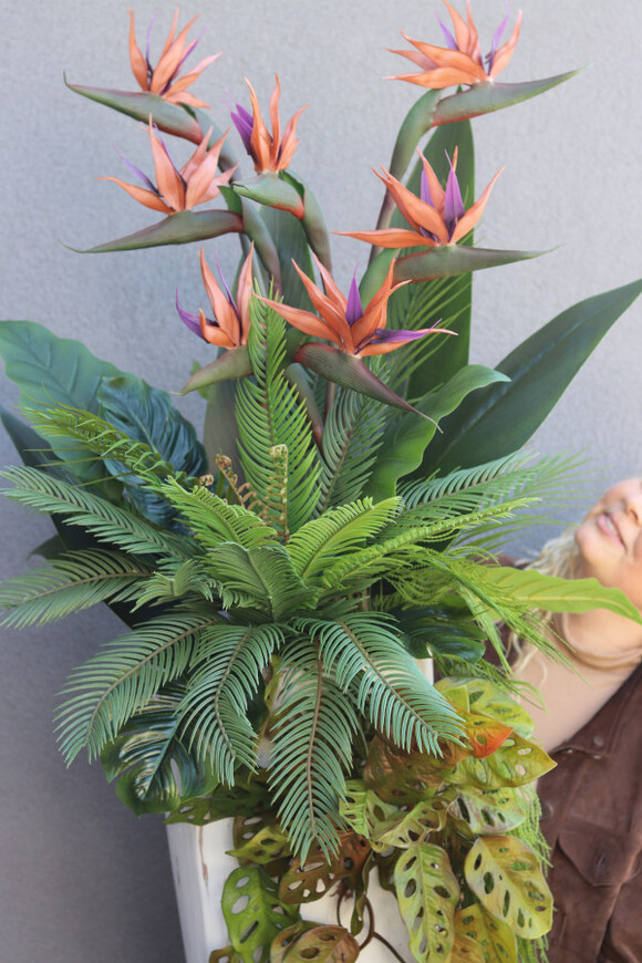 Strelicja Marmurra, kompozycja w wysokiej donicy