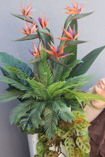 Strelicja Marmurra, kompozycja w wysokiej donicy