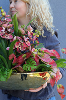 Dekoria Laos Granada, sztuczny storczyk w łódce