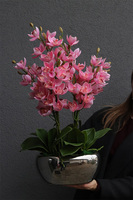 Barbie Glamour, gumowy storczyk w doniczce